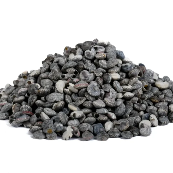 Caramujo Umbonium Elegans - 1cm - 750g
