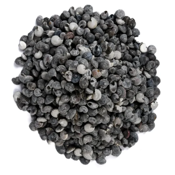 Caramujo Umbonium Elegans - 1cm - 750g - Imagem 2