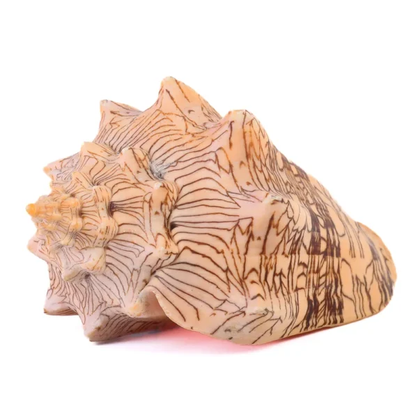 Caramujo Voluta Rajado - 15 a 17cm