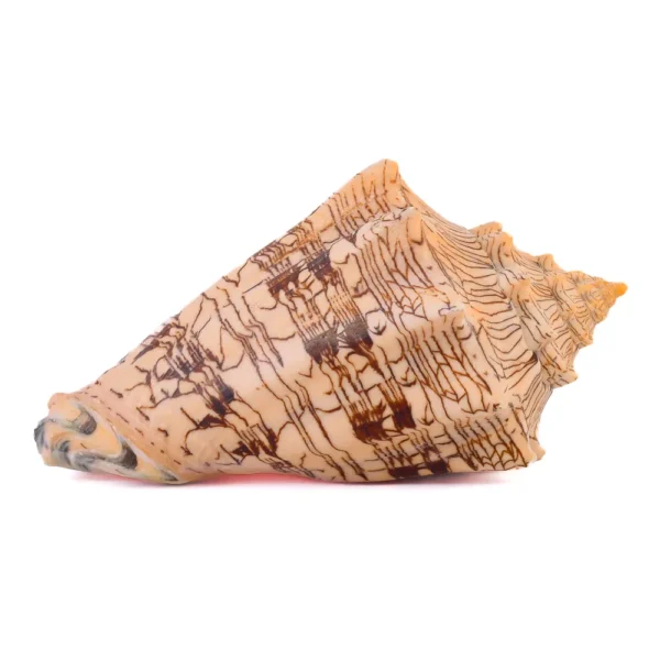 Caramujo Voluta Rajado - 15 a 17cm - Imagem 2
