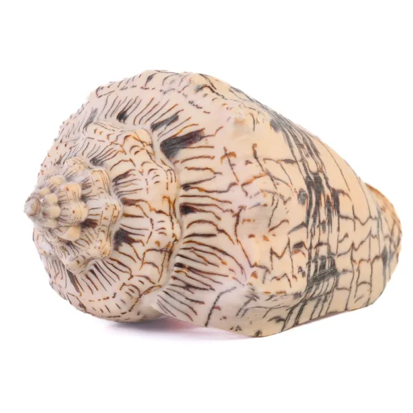 Caramujo Voluta Rajado - 13 a 14cm