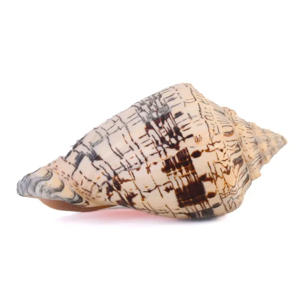 Caramujo Voluta Rajado - 13 a 14cm - Imagem 2