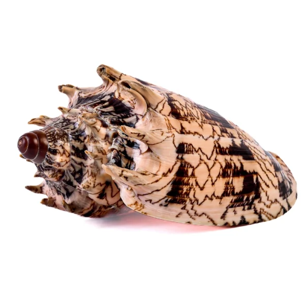 Caramujo Voluta Imperialis Aulica - 16cm