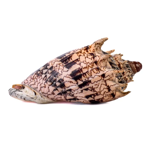 Caramujo Voluta Imperialis Aulica - 16cm - Imagem 2