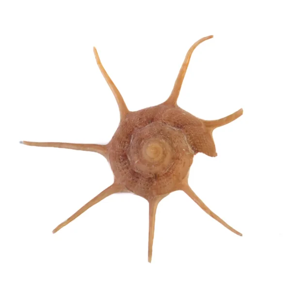 Caramujo Yoka -  6cm