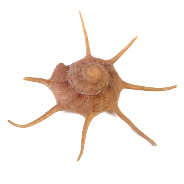 Caramujo Yoka -  6cm - Imagem 2