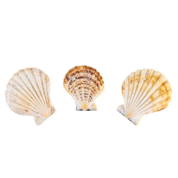 Comptopallium Radula - Scallop Shell -750gr