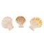 Comptopallium Radula - Scallop Shell -750gr