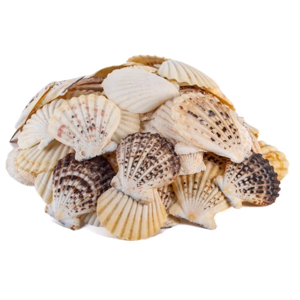 Comptopallium Radula - Scallop Shell -750gr - Imagem 2
