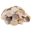 Comptopallium Radula - Scallop Shell -750gr