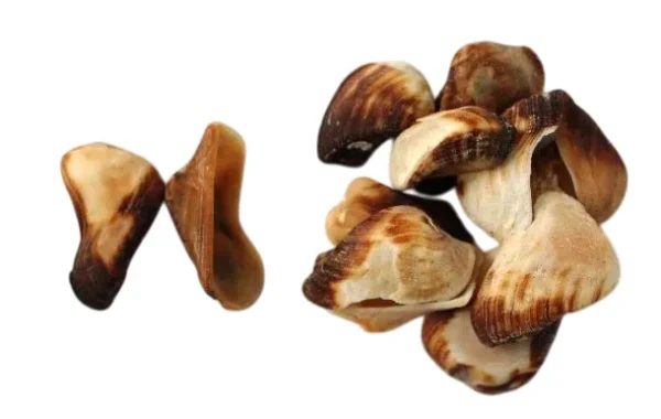 Concha Bico de Papagaio - 1kg