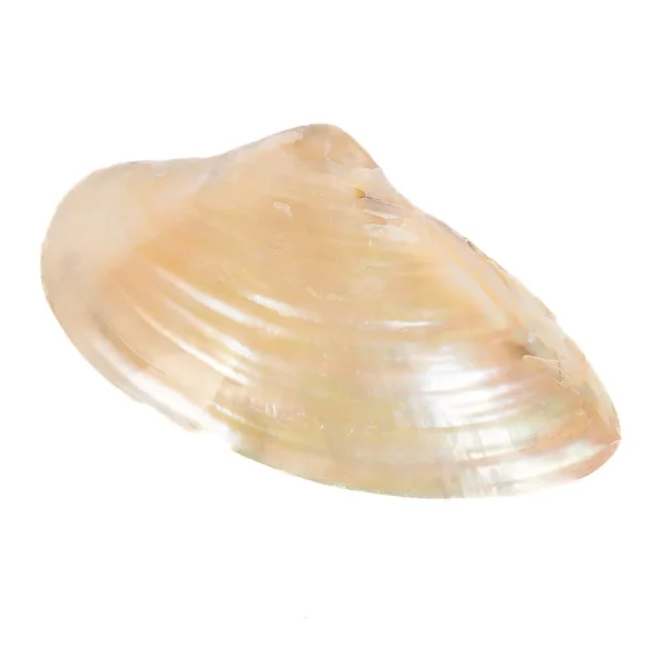 Concha Cabibe Corrugata Perolizada - 15x9cm