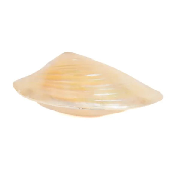 Concha Cabibe Corrugata Perolizada - 15x9cm - Imagem 2