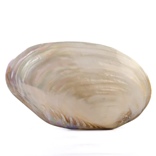 Concha Cabibe Perolizada Fechada - 20cm