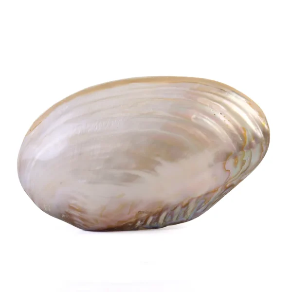 Concha Cabibe Perolizada Fechada - 20cm - Imagem 2