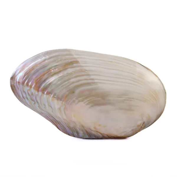 Concha Cabibe Perolizada Fechada - 23cm