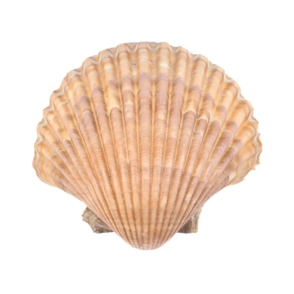 CONCHA CASQUINHA DE SIRI (Vieira - Concha Shell - 7,5cm) 5 un.
