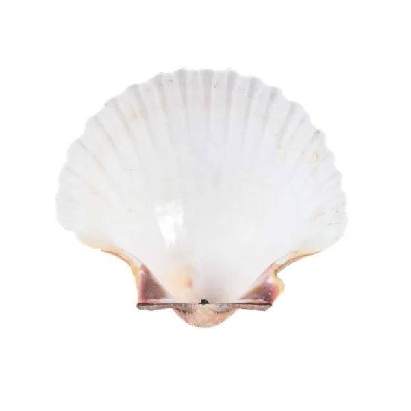 CONCHA CASQUINHA DE SIRI (Vieira - Concha Shell - 7,5cm) 5 un. - Imagem 2