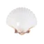 CONCHA CASQUINHA DE SIRI (Vieira - Concha Shell - 7,5cm) 5 un.