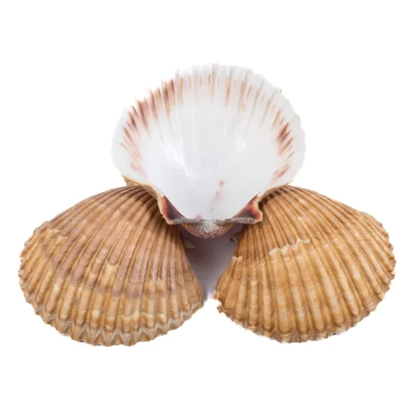 CONCHA CASQUINHA DE SIRI (Vieira - Concha Shell - 7,5cm) 5 un. - Imagem 3