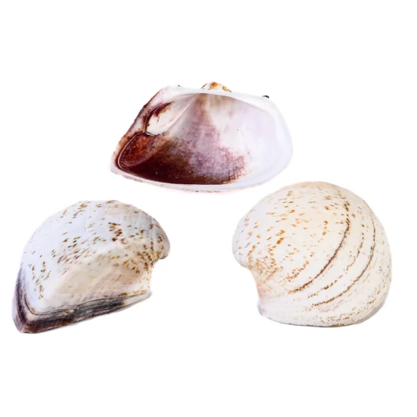 Concha Giant Litub Marrom Aberta - 9cm | 750g