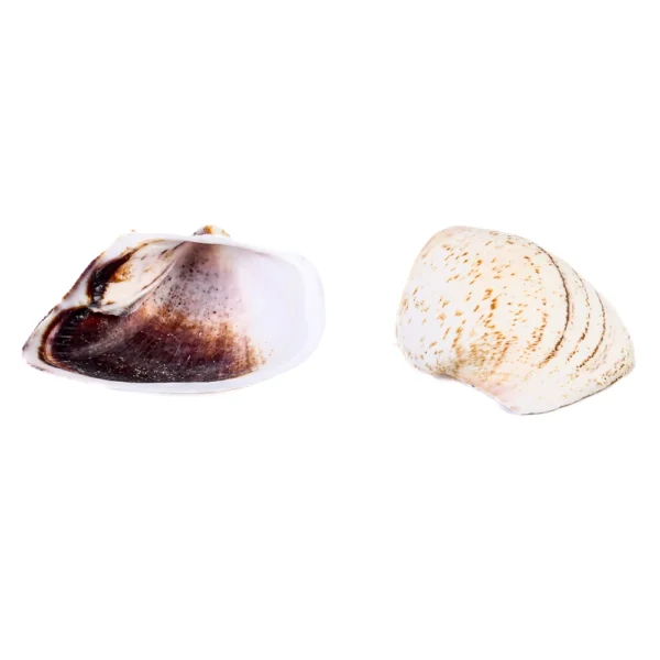 Concha Giant Litub Marrom Aberta - 9cm | 750g - Imagem 2