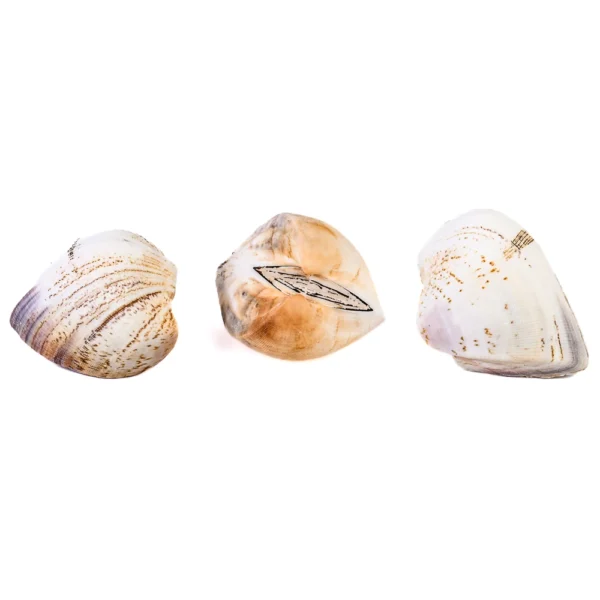 Concha Giant Litub Marrom Fechada - 6cm