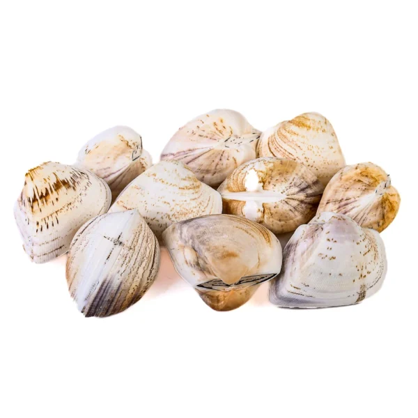Concha Giant Litub Marrom Fechada - 6cm - Imagem 2