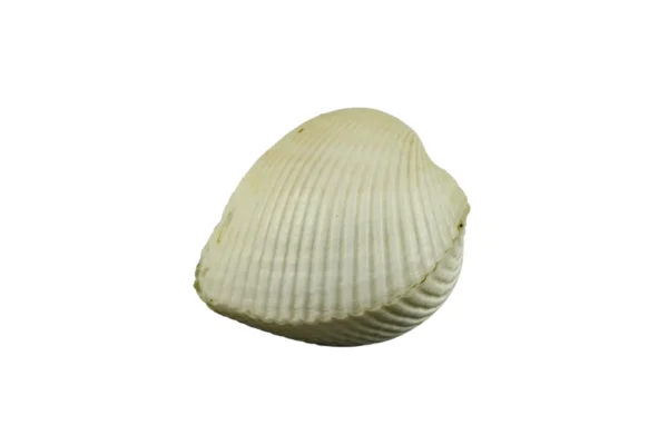 Concha Giant Litub White Fechada (4 a 6 cm)