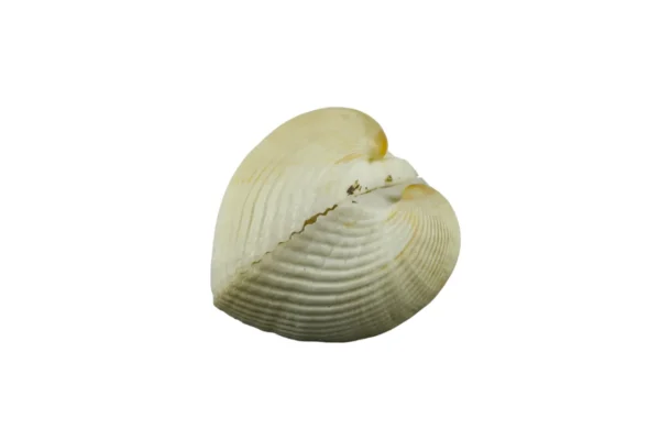 Concha Giant Litub White Fechada (4 a 6 cm) - Imagem 2
