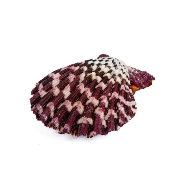 Concha Glória Pallium Fechada Roxa - 5cm