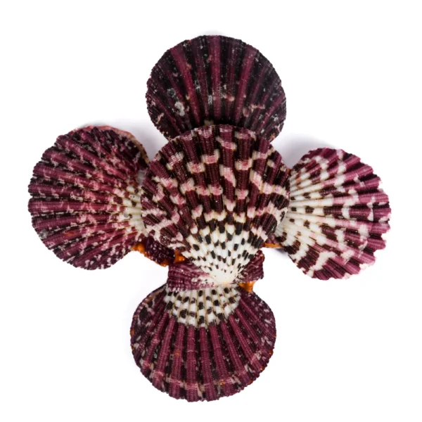 Concha Glória Pallium Fechada Roxa - 5cm - Imagem 2