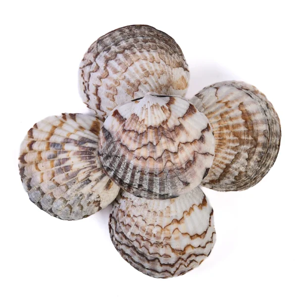 Concha Glycymeris Ambionensis Fechada - 4,5cm