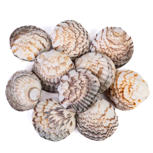 Concha Glycymeris Ambionensis Fechada - 4,5cm - Imagem 2