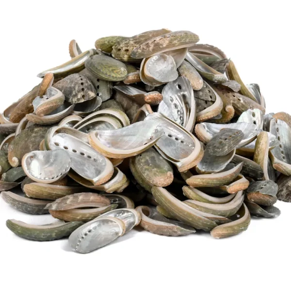 Concha Haliotis Abalone - 5cm - 750gr