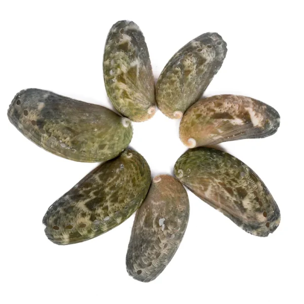 Concha Haliotis Abalone - 5cm - 750gr - Imagem 2