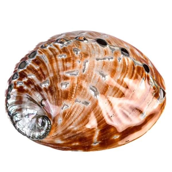 Concha Haliotis Rufescens- Red Abalone - 18cm