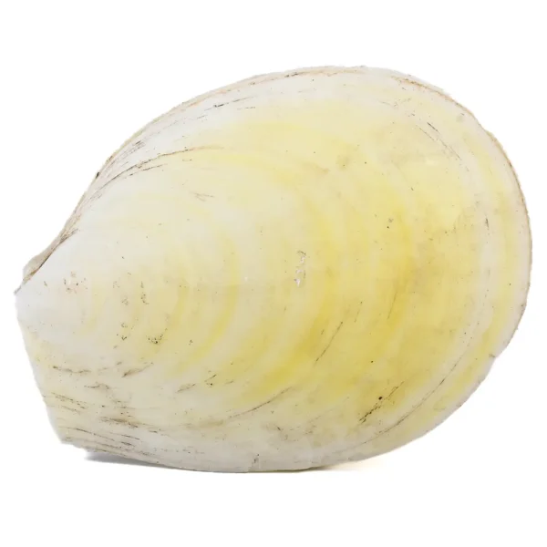 Concha Lima Dali - 14,5 cm - Imagem 2