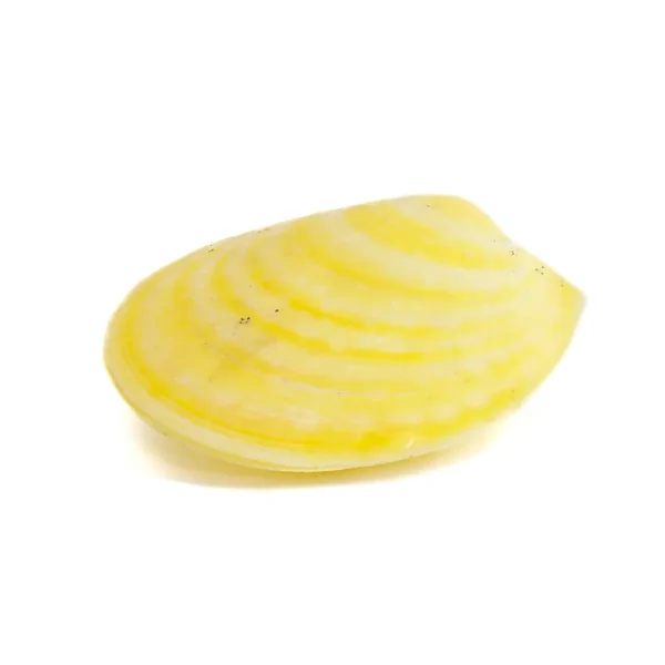 Concha Lima Lima - 10cm