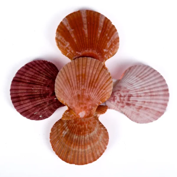 Concha Pecten Colorida Fechada - 5cm