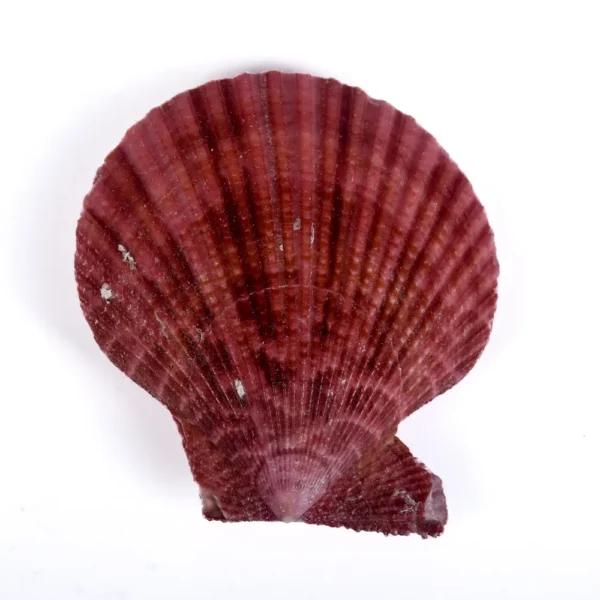 Concha Pecten Colorida Fechada - 5cm - Imagem 2