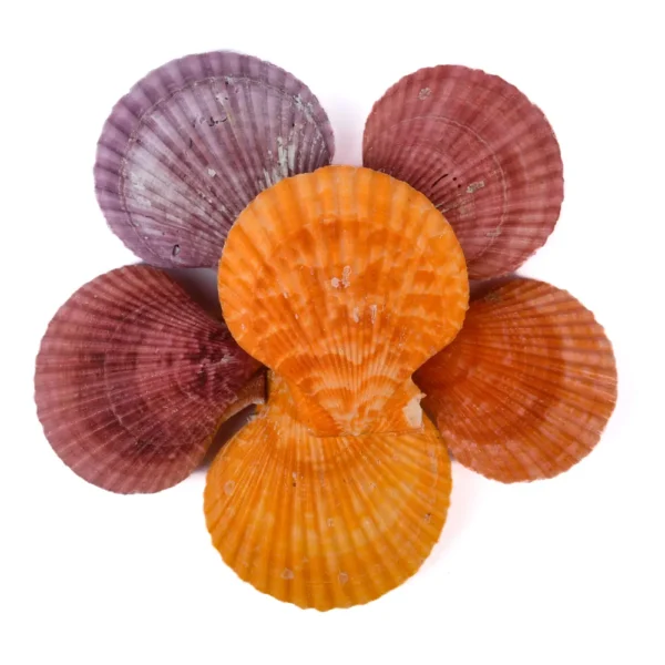 Concha Pecten Colorida Fechada - 6,5cm