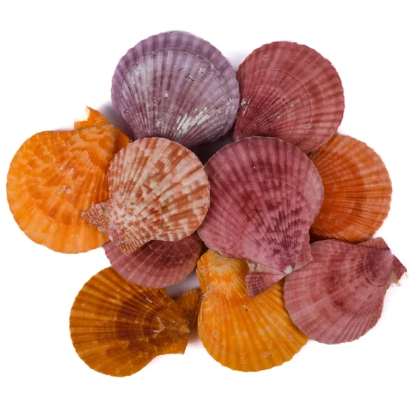 Concha Pecten Colorida Fechada - 6,5cm - Imagem 2
