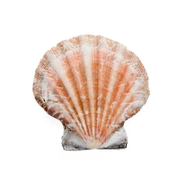 Concha Pecten Vixillum Natural Fechada - 5cm