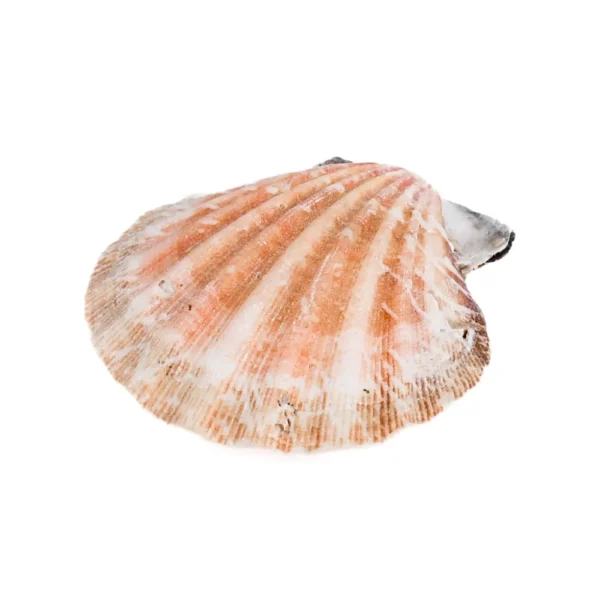 Concha Pecten Vixillum Natural Fechada - 5cm - Imagem 2