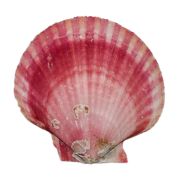 Concha Scallop de  3 a 6cm - 1 Kg