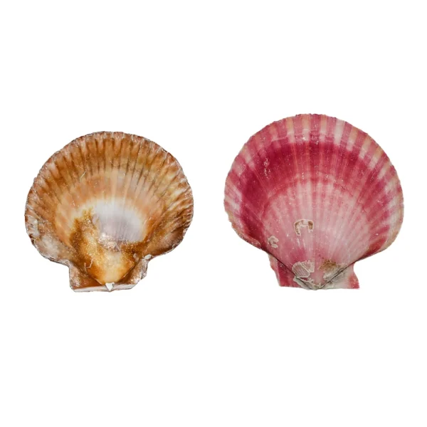Concha Scallop de  3 a 6cm - 1 Kg - Imagem 2