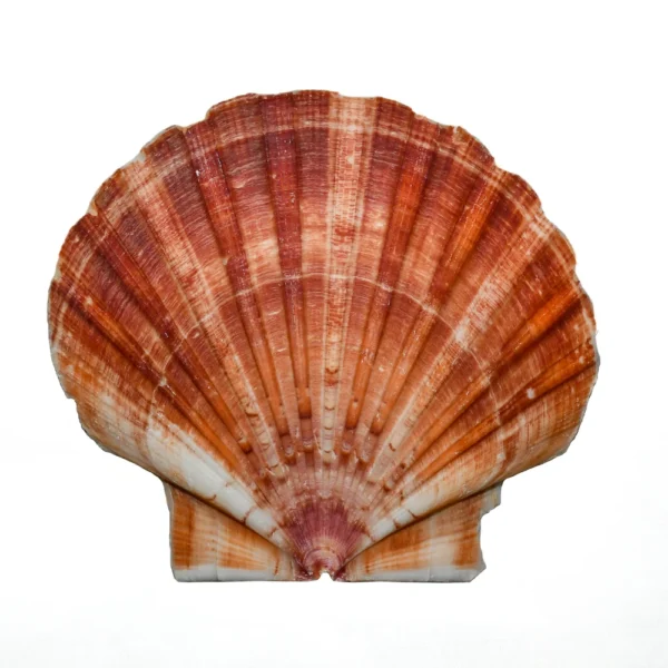 Concha Scallop Plana 9 a 13 cm - Kg