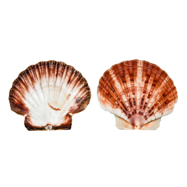 Concha Scallop Plana 9 a 13 cm - Kg - Imagem 2
