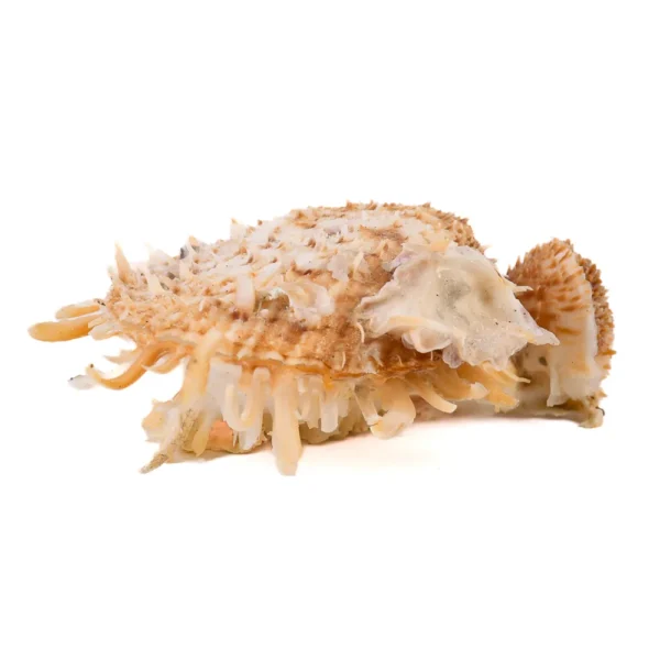 Concha Spondyllus Barbatus - 8cm